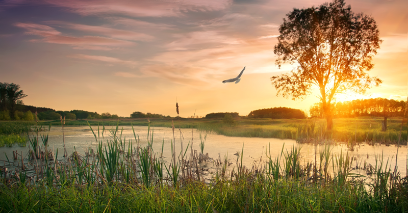 grassy wetland area