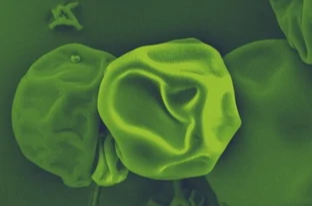 溶解性の向上および統合プログラムで医薬品開発を加速する