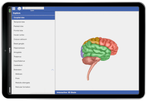 Brain gif from NIE in iPad