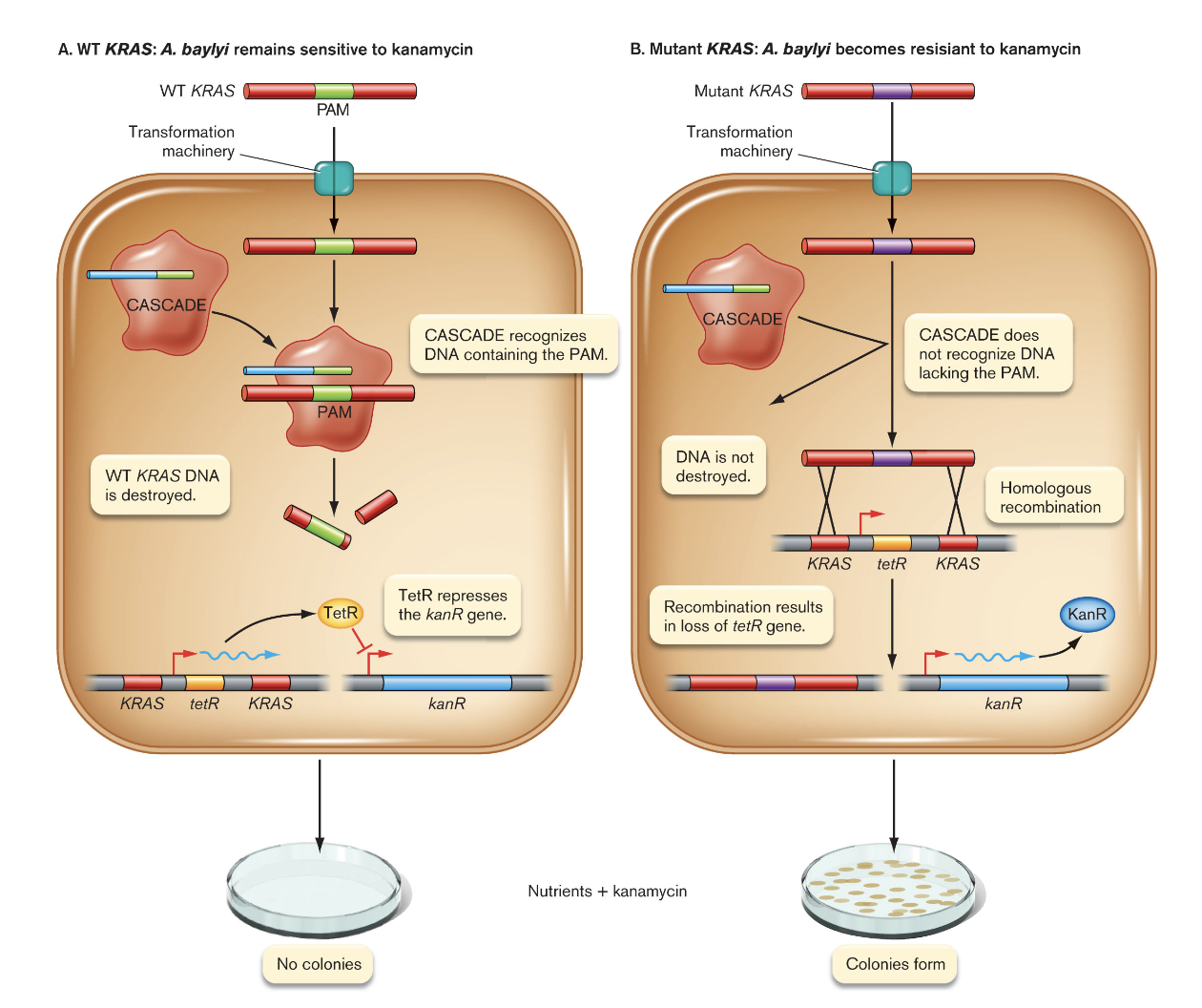 A diagram showing a wt kras and b mutant kras