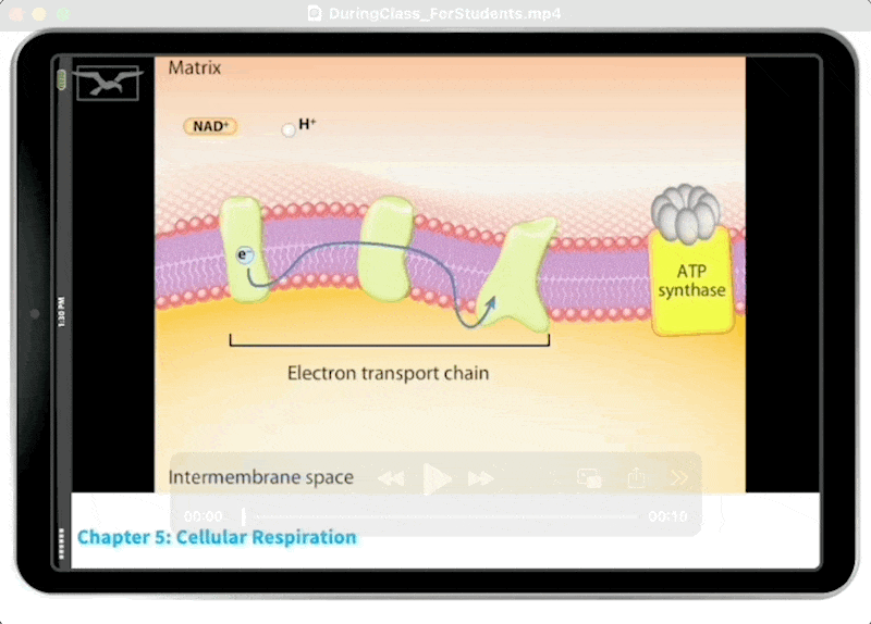 Cell Respiration GIF in iPad