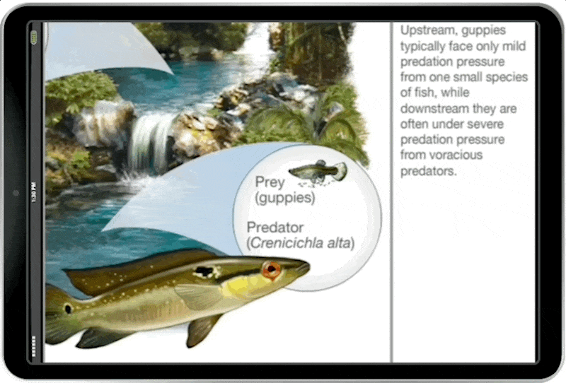 Natural Selection animation in iPad