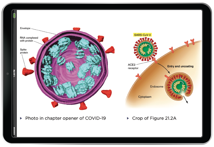 COVID illustration in iPad