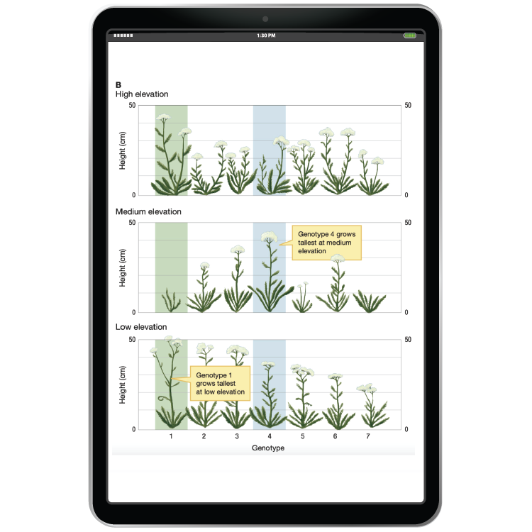 Illustration example in iPad