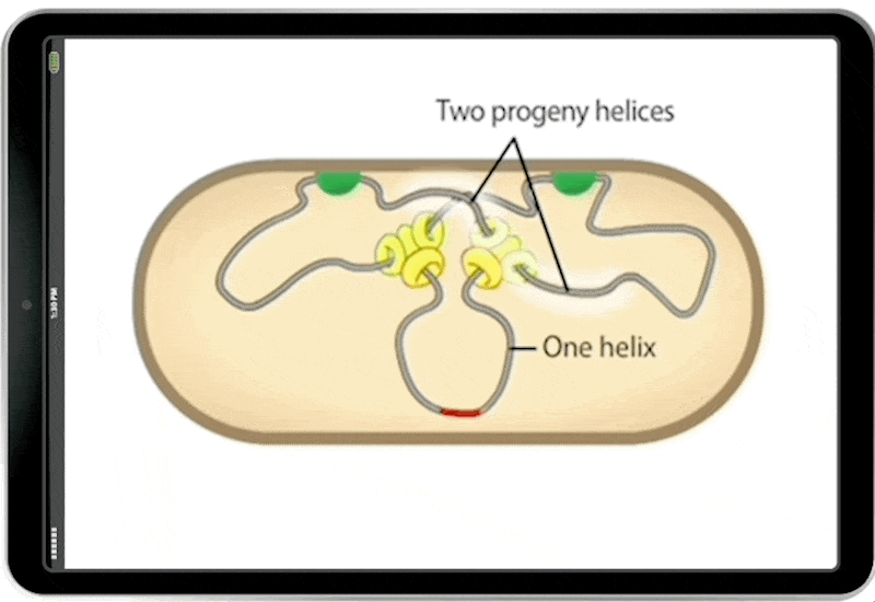 Animation example in iPad