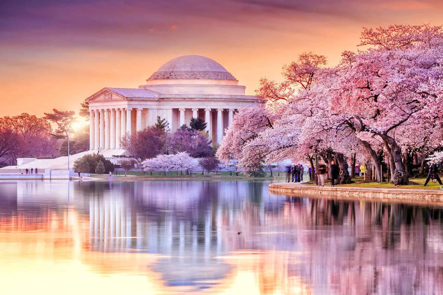 Washington D.C. Cherry Blossoms